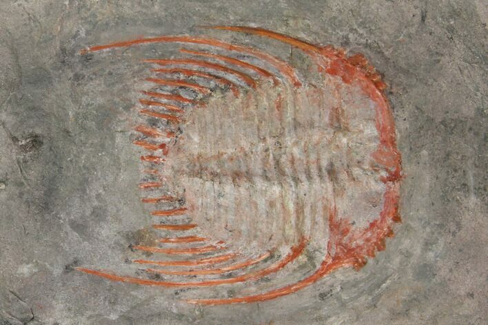 Colorful Kettneraspsis Trilobite - Timrzit , Morocco #137701